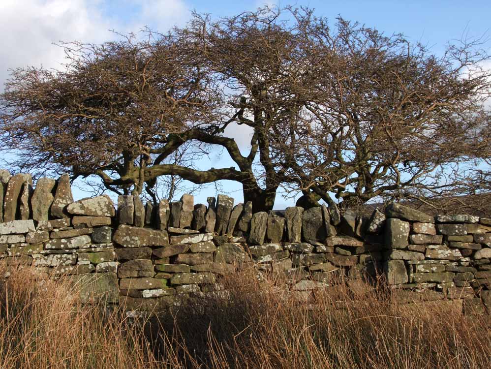coppice stile wall gap